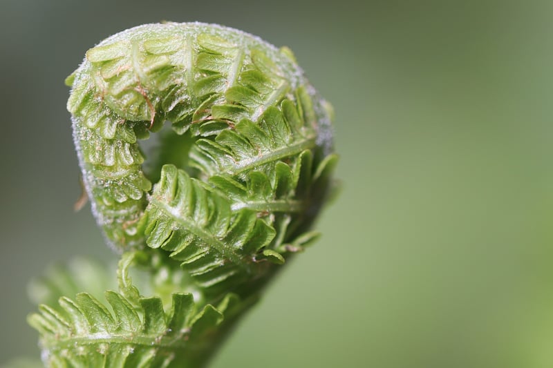 Unicorn's Mane Fern