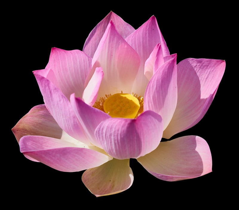 Sacred Lotus