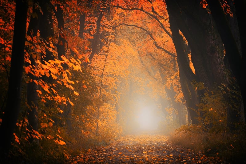 Magic Forest
