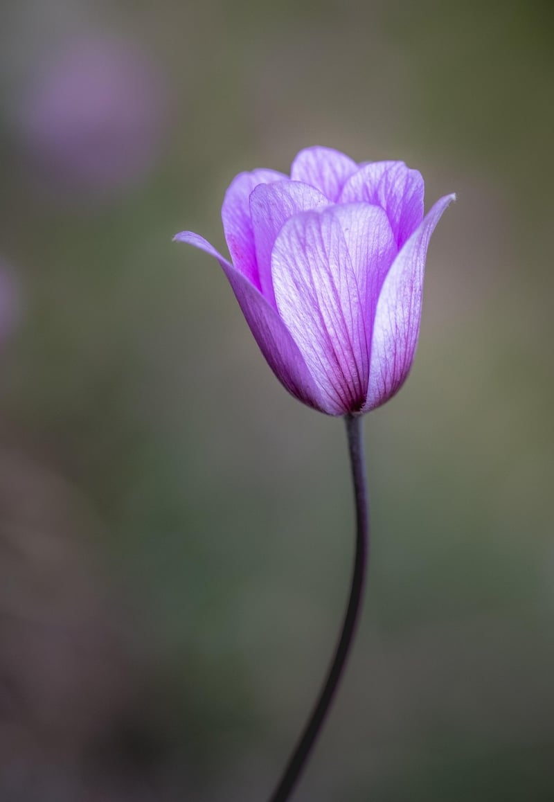 Mandragora