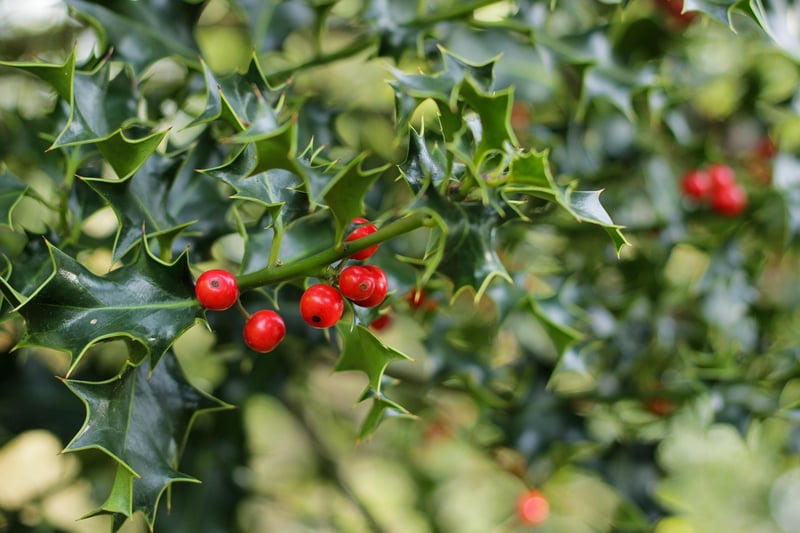 Mysterious Mistletoe
