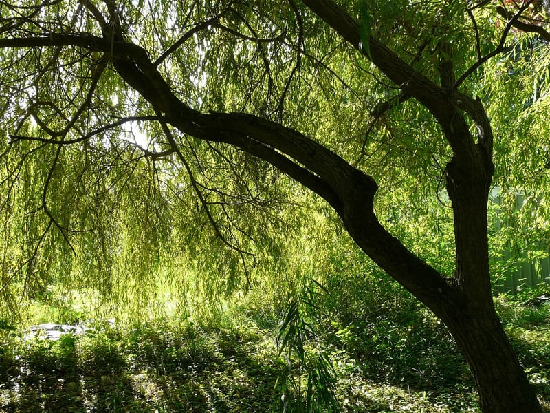 Whispering Willow